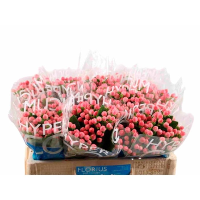 FLOR, HYPERICUM COCO CASINO 60cm. x10 tiges