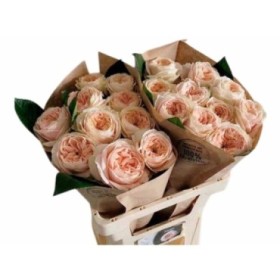 FLOR, ROSA HO GARDEEN 40/50cm, paq x25 tiges.