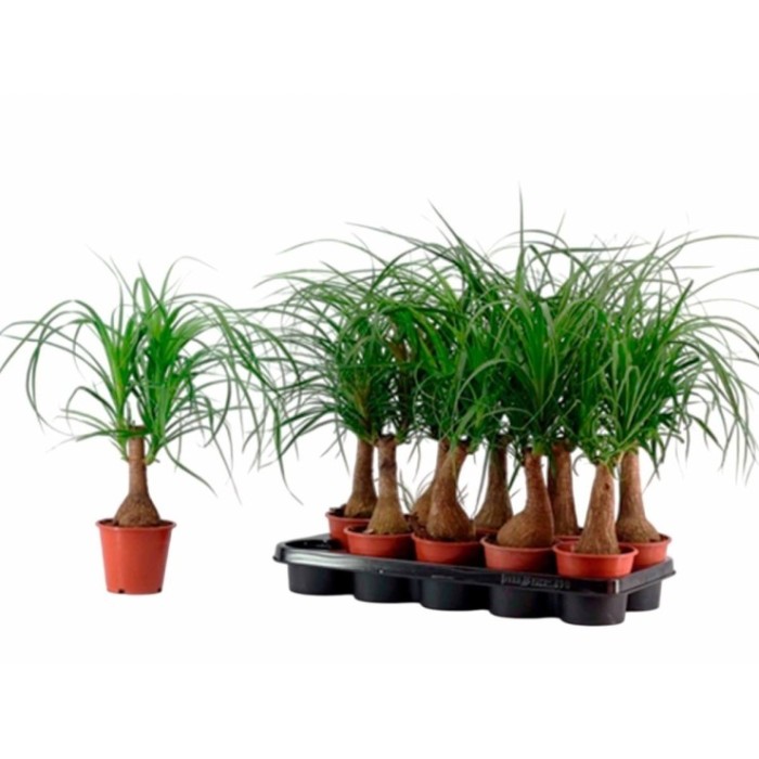 BEAUCARNEA 1tronc  35cm. M12