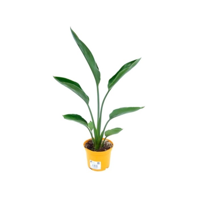 STRELITZIA REGINAE M13