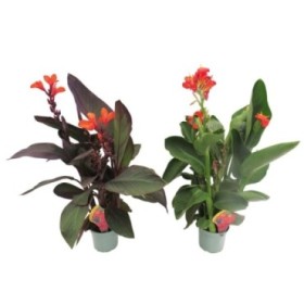 CANNA GENERALIS M17
