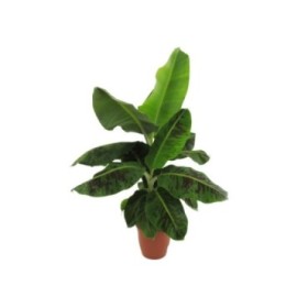 MUSA DWARF CAVENDISH 10L