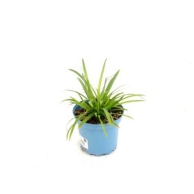 AGAPANTHUS BRILLIANT BLUE M17