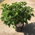 PELARGONIUM CRISPUM LEMON 15 - ANTIMOSQUITOS