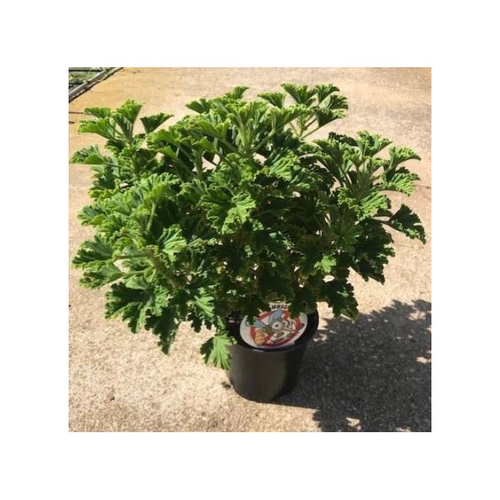 PELARGONIUM CRISPUM LEMON 15 - ANTIMOSQUITOS