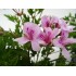 PELARGONIUM CRISPUM LEMON 15 - ANTIMOSQUITOS
