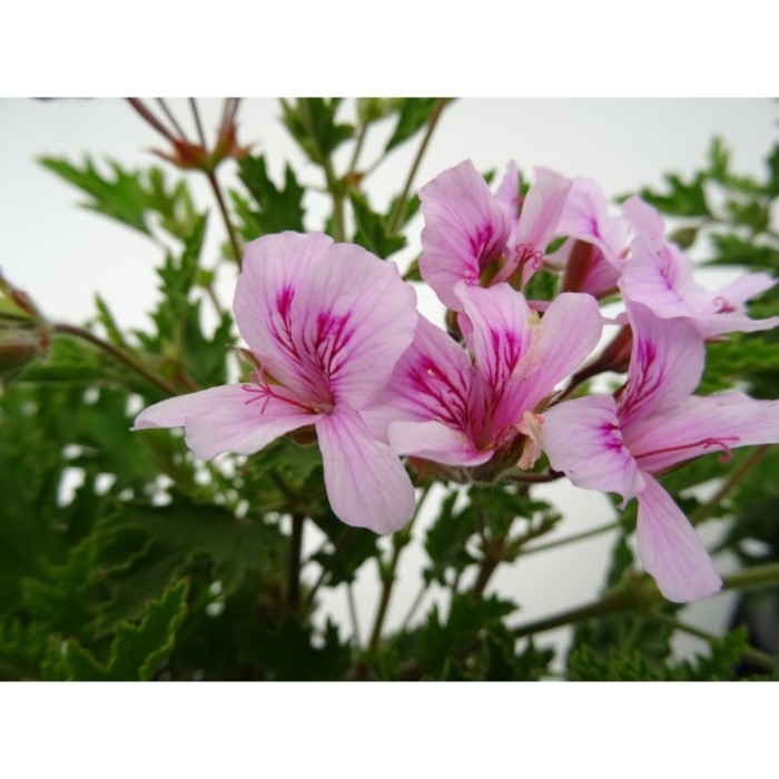 PELARGONIUM CRISPUM LEMON 15 - ANTIMOSQUITOS