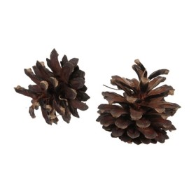 PINYES SILVESTRES 1KG XARXA