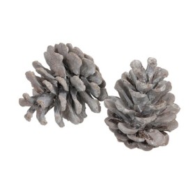 PINYES AUSTRIANS BLANQUES 1KG XARXA