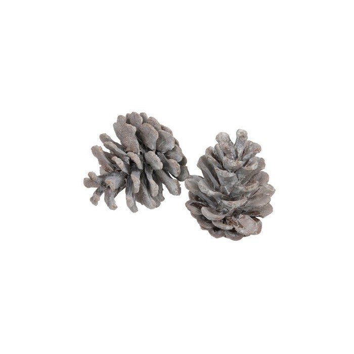 PINYES AUSTRIANS BLANQUES 1KG XARXA