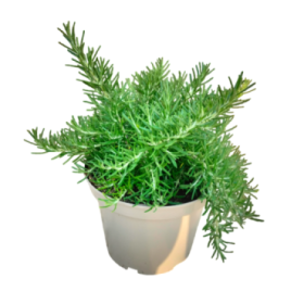 ROSMARINUS PROSTRATUS 5L