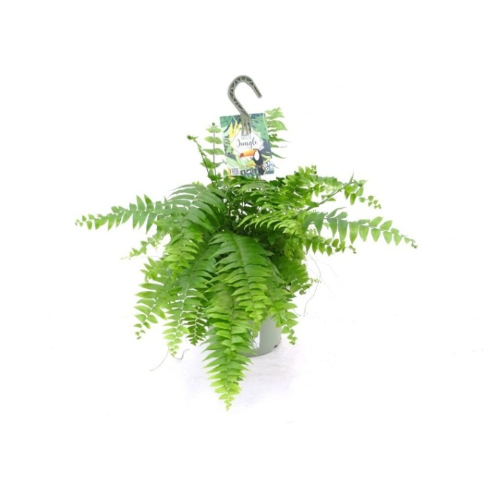 NEPHROLEPIS MACHO T23