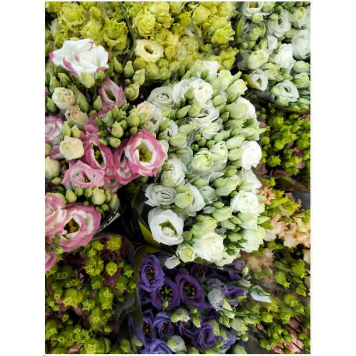 FLOR, LISIANTHUS HOLANDA 85cm. X10 tiges