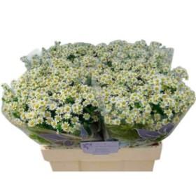 FLOR, TANA PA PURE KANILE 60cm. x5 tiges.