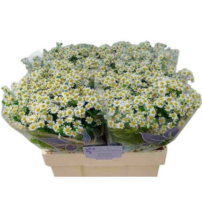 FLOR, TANA PA PURE KANILE 60cm. x5 tiges.