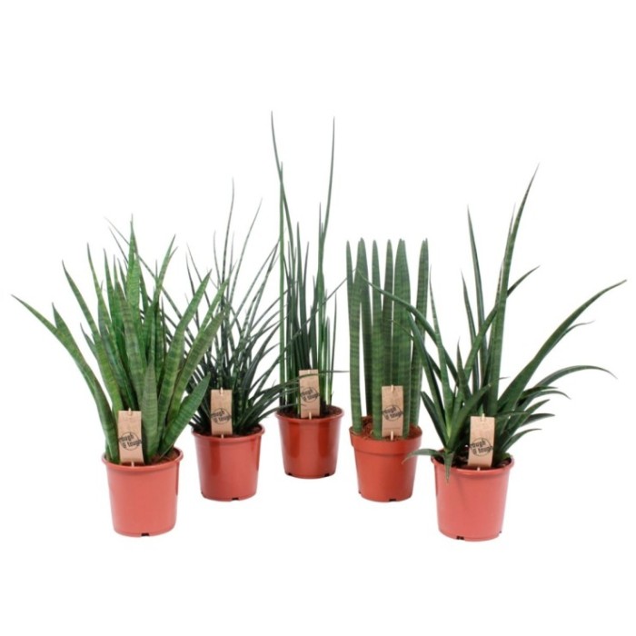 SANSIVIERIA CILINDRICA  M17- 75cm. MIX