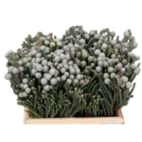 FLOR, BRUNIA  VERMELLA 50cm, x10 tiges.