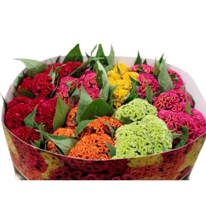 FLOR, CELOSIA 75cm. x  5tiges
