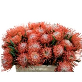 FLOR, NUTAN SUCCESION 35cm, paquet x 5 tiges