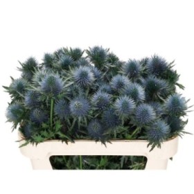 FLOR, ERYNG MAGNETAR QSTAR 50cm.x 10 tiges.