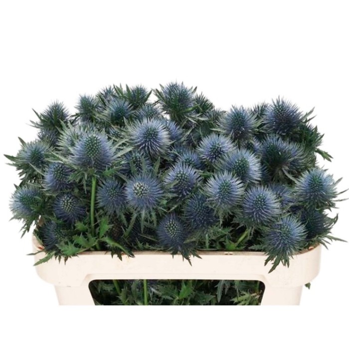 FLOR, ERYNG MAGNETAR QSTAR 50cm.x 10 tiges.