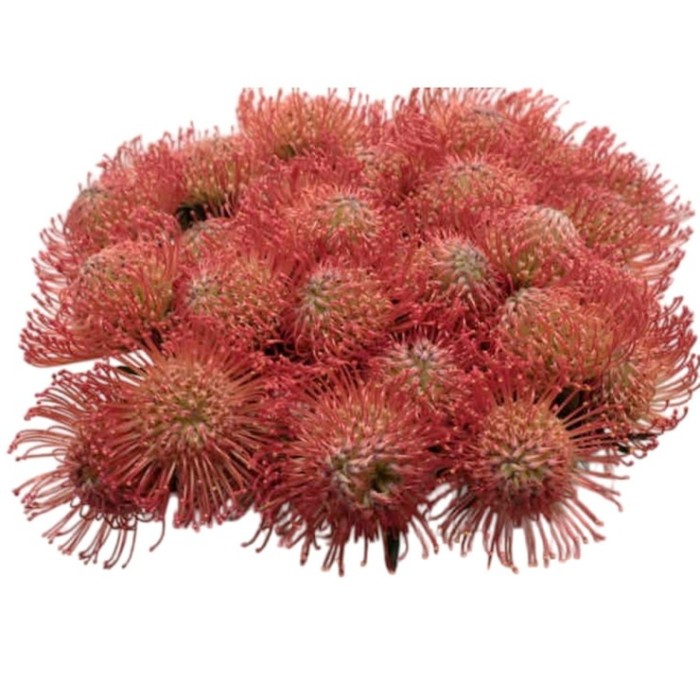 FLOR, NUTAN TANGO 50cm, paquet x 5 tiges