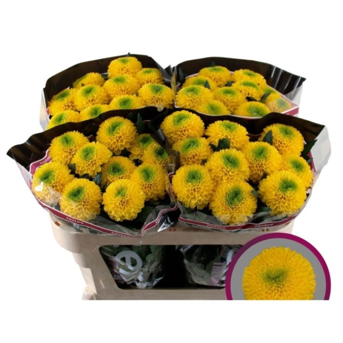 FLOR, CHRISANTHEM, BRASILIANA x10 tallos.