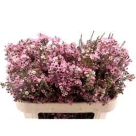 FLOR, FLOR DE CERA  60cm x5 tiges.