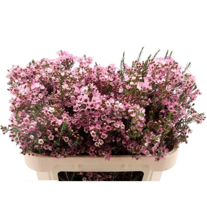 FLOR, FLOR DE CERA  60cm x5 tiges.