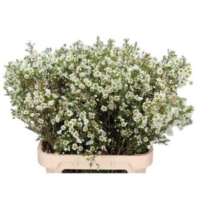 FLOR, FLOR DE CERA  60cm x5 tiges.