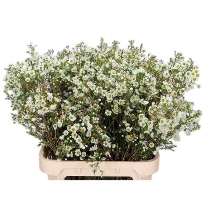 FLOR, FLOR DE CERA  60cm x5 tiges.