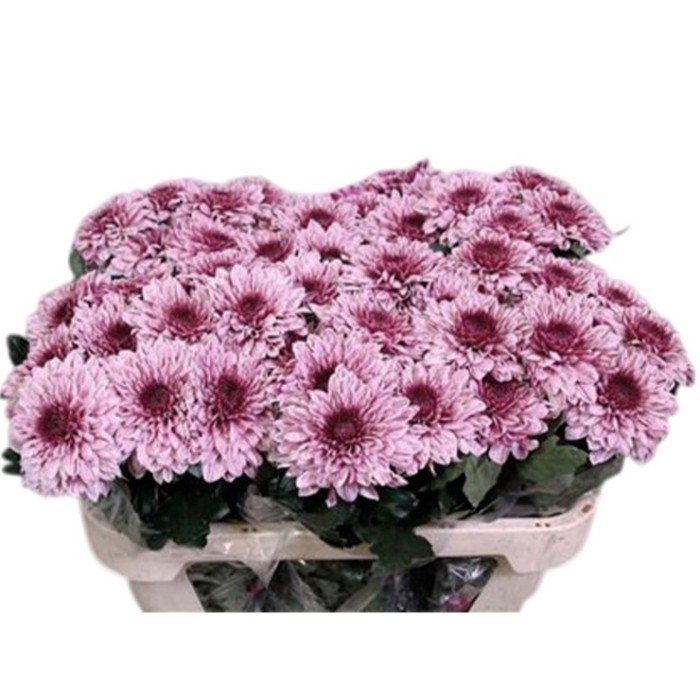 FLOR, CHRISANTHEM UNIFLORA PIP ROSA X  10 tiges