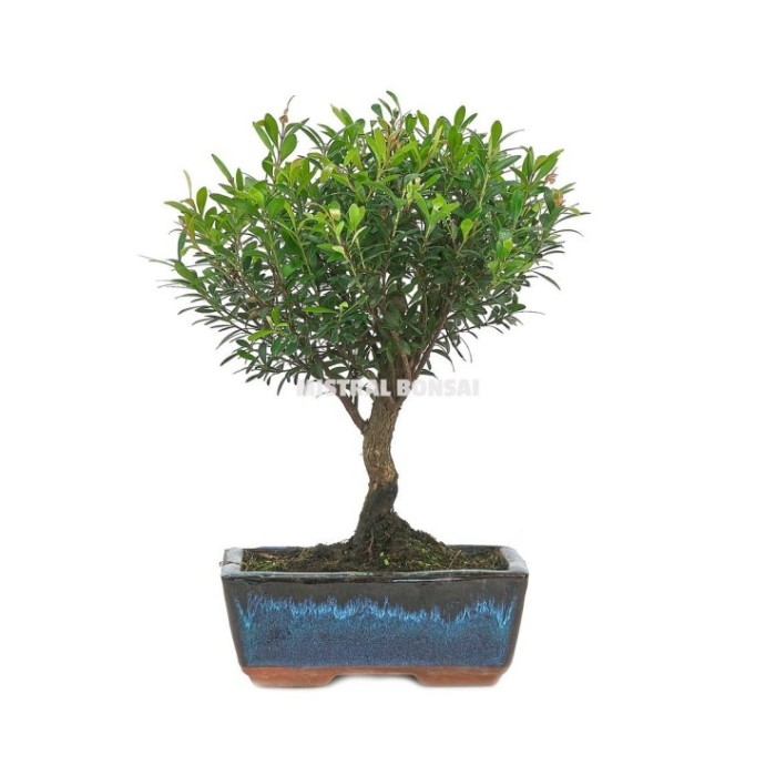 BONSÁI  3 ANYS SYZIGIUM BUXIFOLIUM