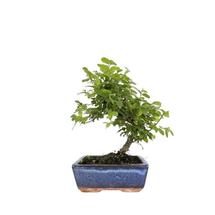 BONSÁI  6 ANYS SAGERETIA