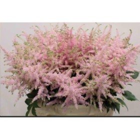 FLOR, ASTILBE EUROPA 60cm. x10 rosa palid