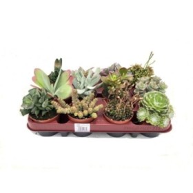 CRASAS   M 8.5 MIX (preu per safata x12)