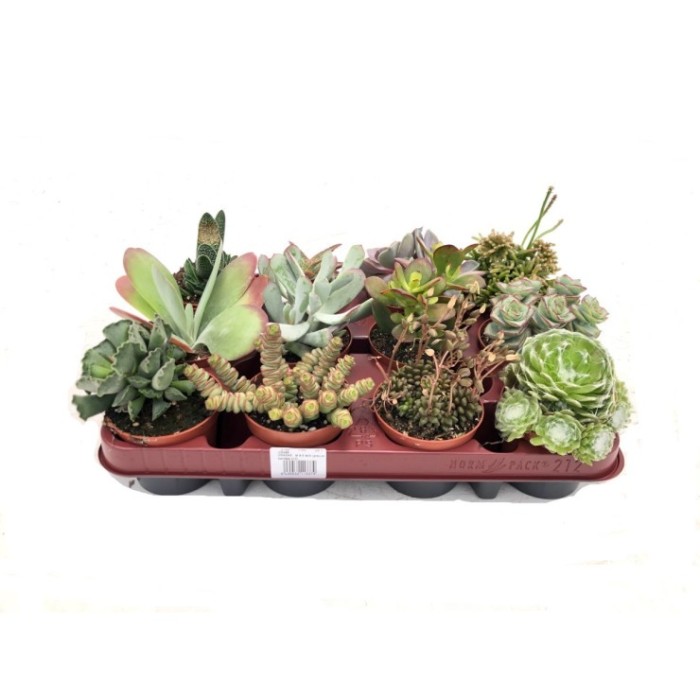 CRASAS   M 8.5 MIX (preu per safata x12)