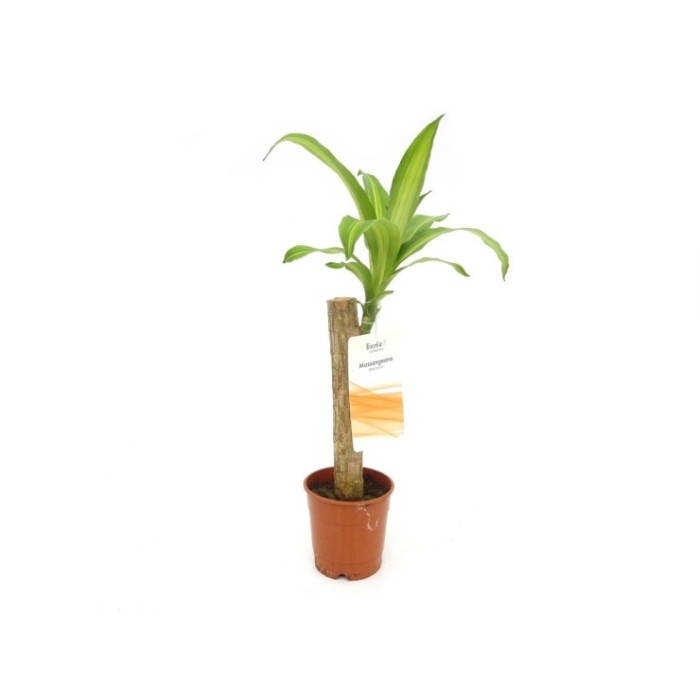 DRACAENA MASSANGEANA, 1 tronco M12