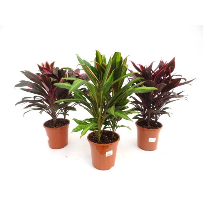 DRACAENA GRUP 3 M19  MIX