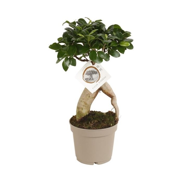 FICUS GINGEIN  M12 ramificat