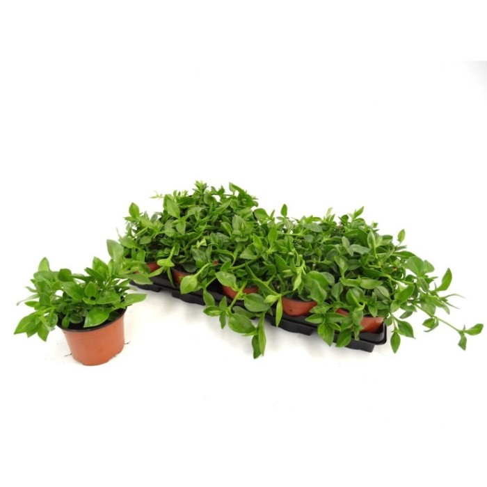 APTEMIA CORDIFOLIA 11