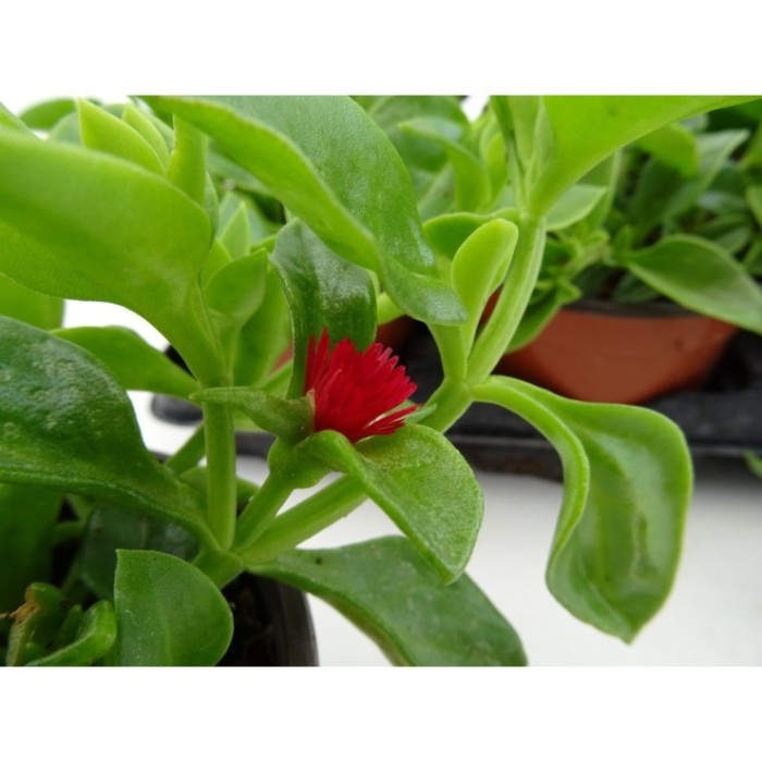 APTEMIA CORDIFOLIA 11