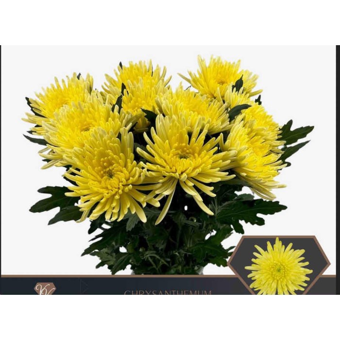 FLOR, CHRISANTHEM, ANASTASIA SUNNY x10 tiges