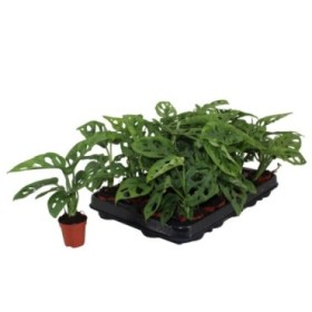 MONSTERA OBLIQUA  mini M5.5