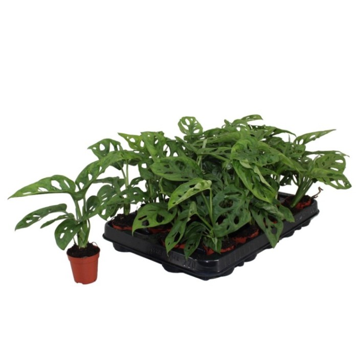 MONSTERA OBLIQUA  mini M5.5