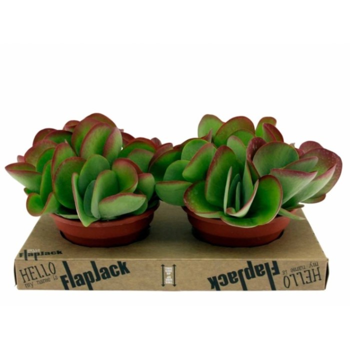 KALANCHOE THYRSI FLORA M22 red lips