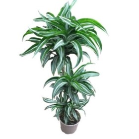 DRACAENA DEREMENSIS 60.30.15 M20-120cm.