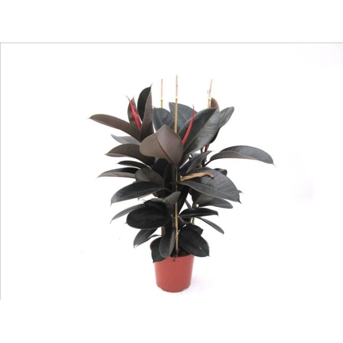 FICUS ROBUSTA ABDIJAN 3 plantas, M19-90cm.