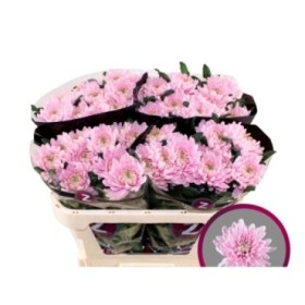 FLOR, CHRISANTHEM FLOR GRAN, ROSANO  x10 tiges.