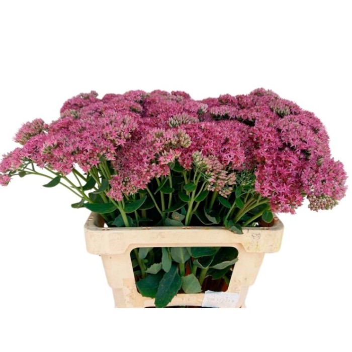 FLOR, SEDUM SPECTABILE paq. x10 tiges.